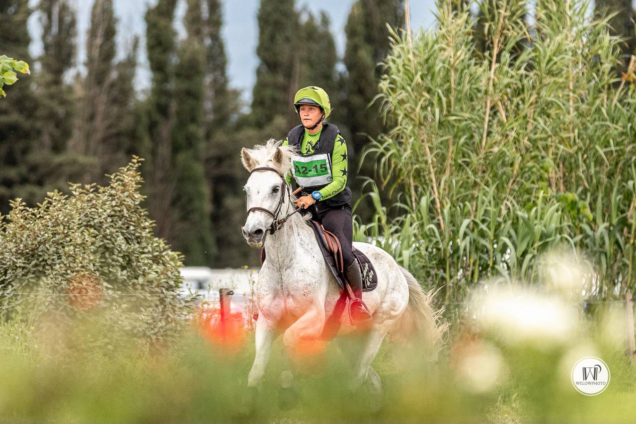 Gelding Connemara For sale 2015 Grey