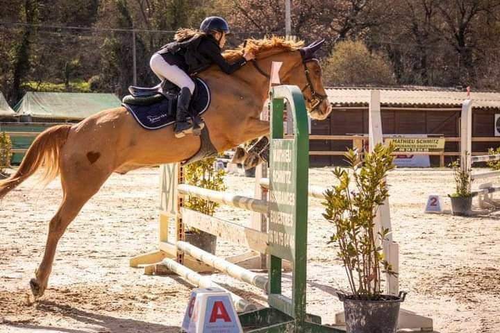 Gelding French Saddle Pony For sale 2015 Chesnut