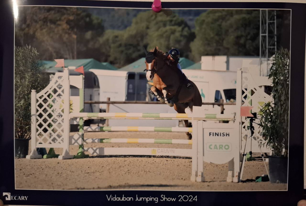 Gelding French Saddle Pony For sale 2015 Chesnut