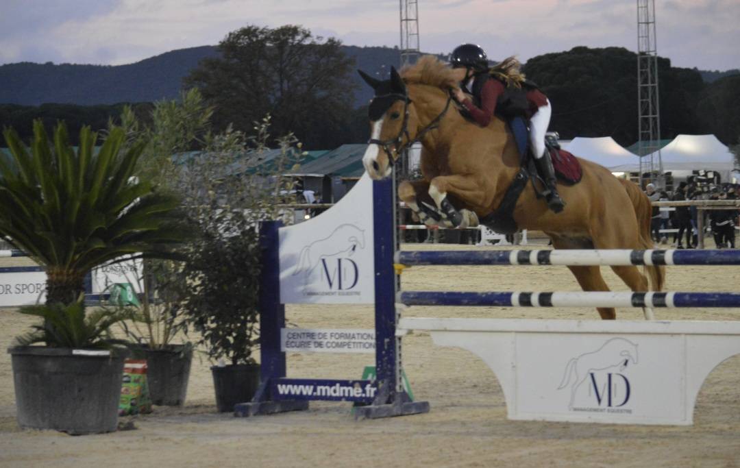 Gelding French Saddle Pony For sale 2015 Chesnut