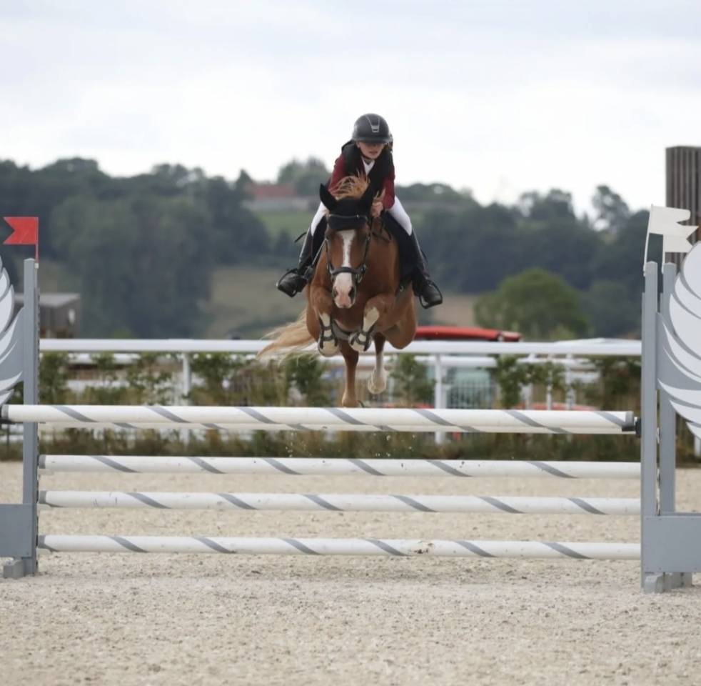 Gelding French Saddle Pony For sale 2015 Chesnut