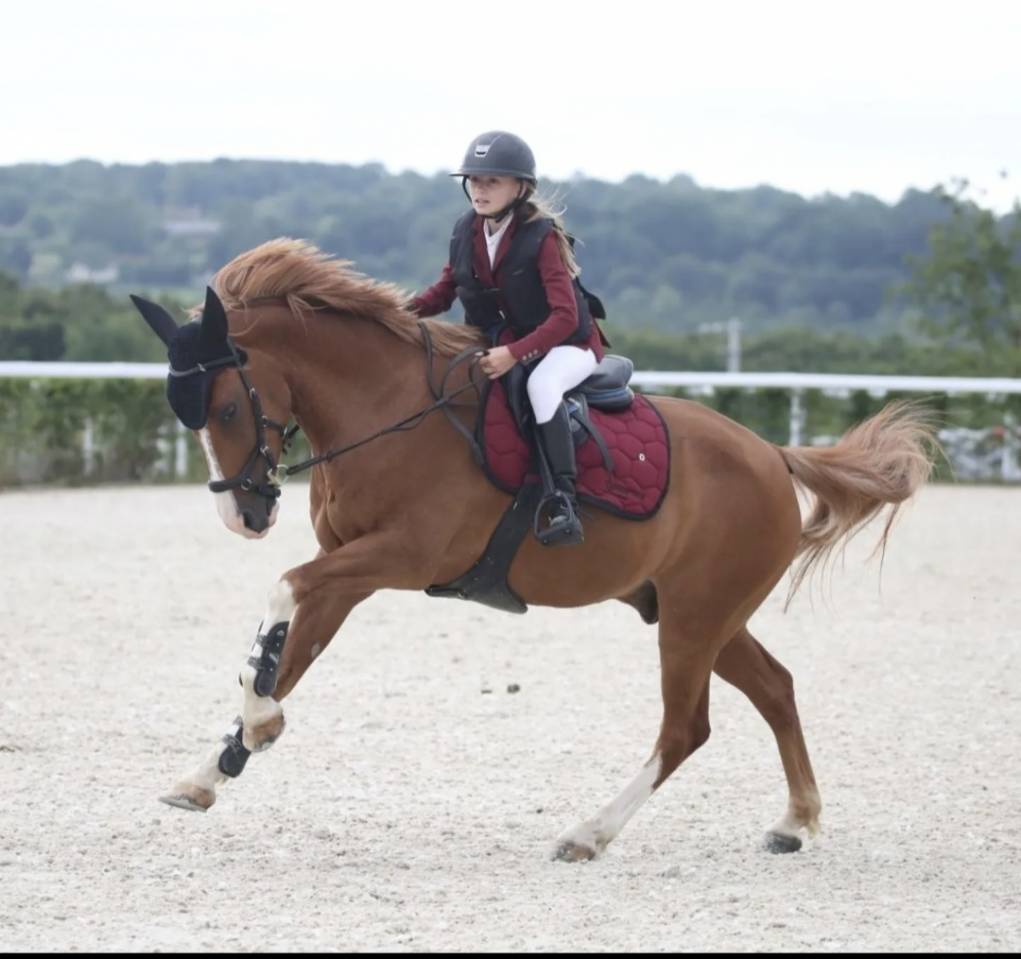 Gelding French Saddle Pony For sale 2015 Chesnut