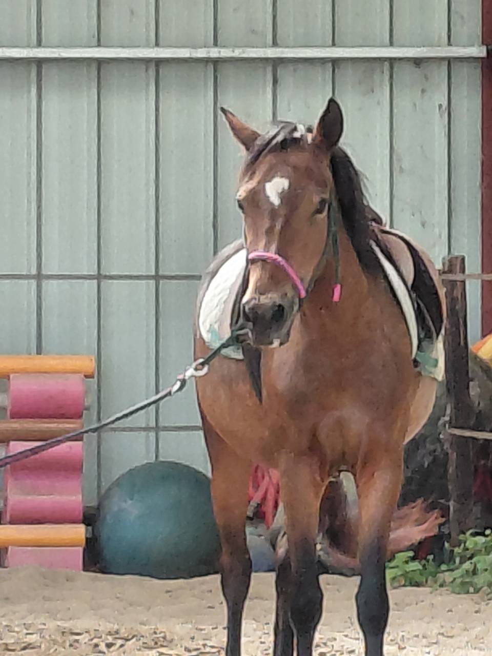 Mare New Forest For sale 2022 Bay