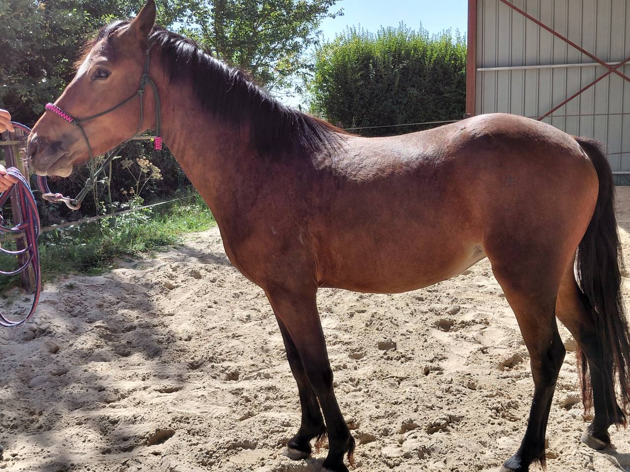 Mare New Forest For sale 2022 Bay