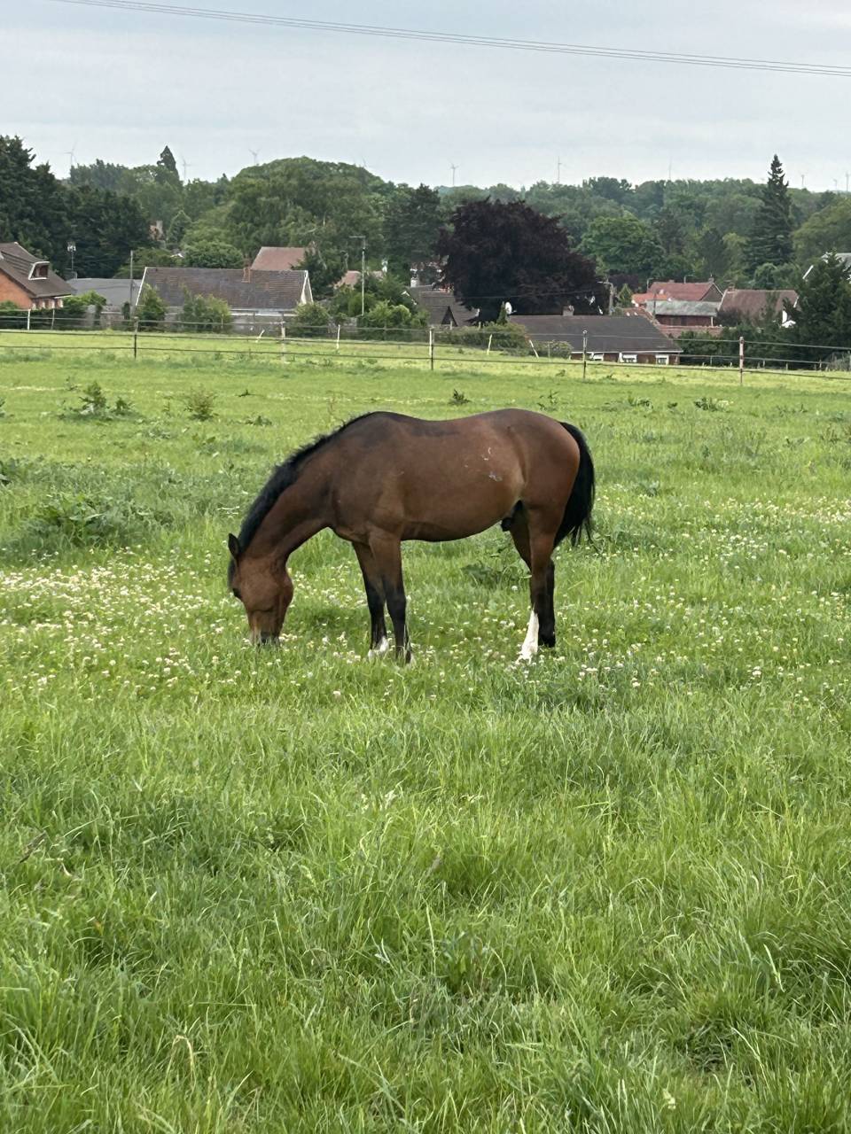 Gelding Origin Recorded For sale 2017 Bay