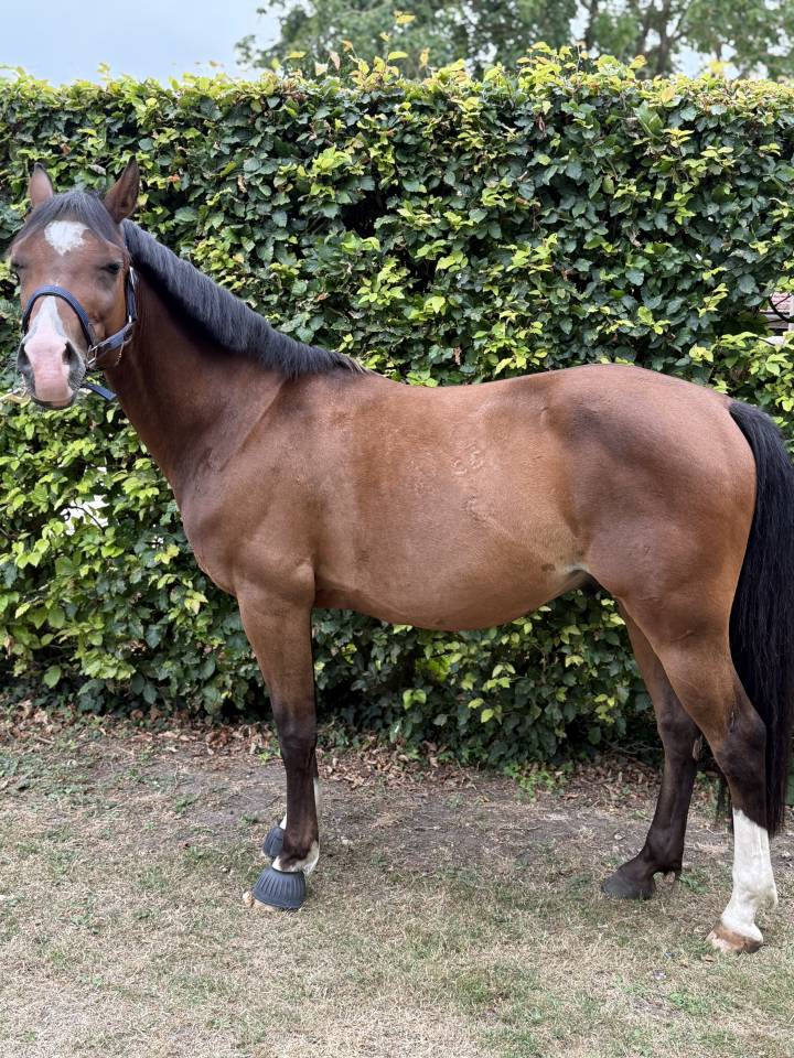 Gelding Origin Recorded For sale 2017 Bay