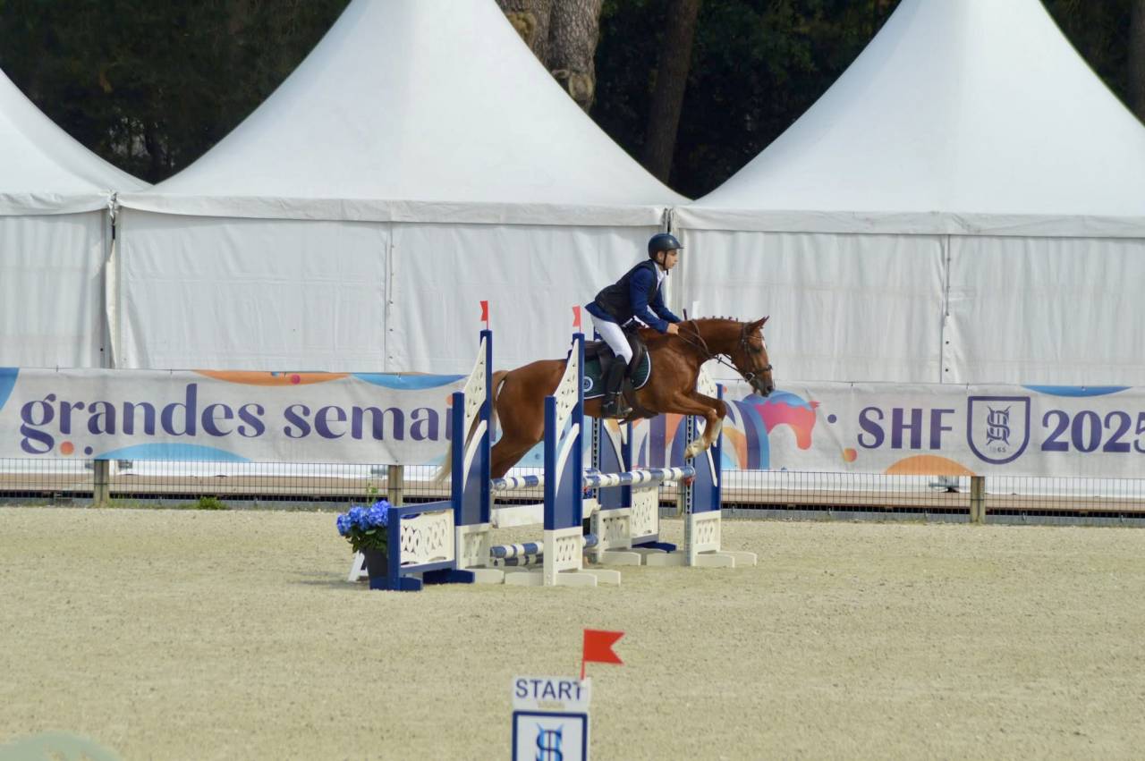 Mare French Saddle Pony For sale 2021 Chesnut