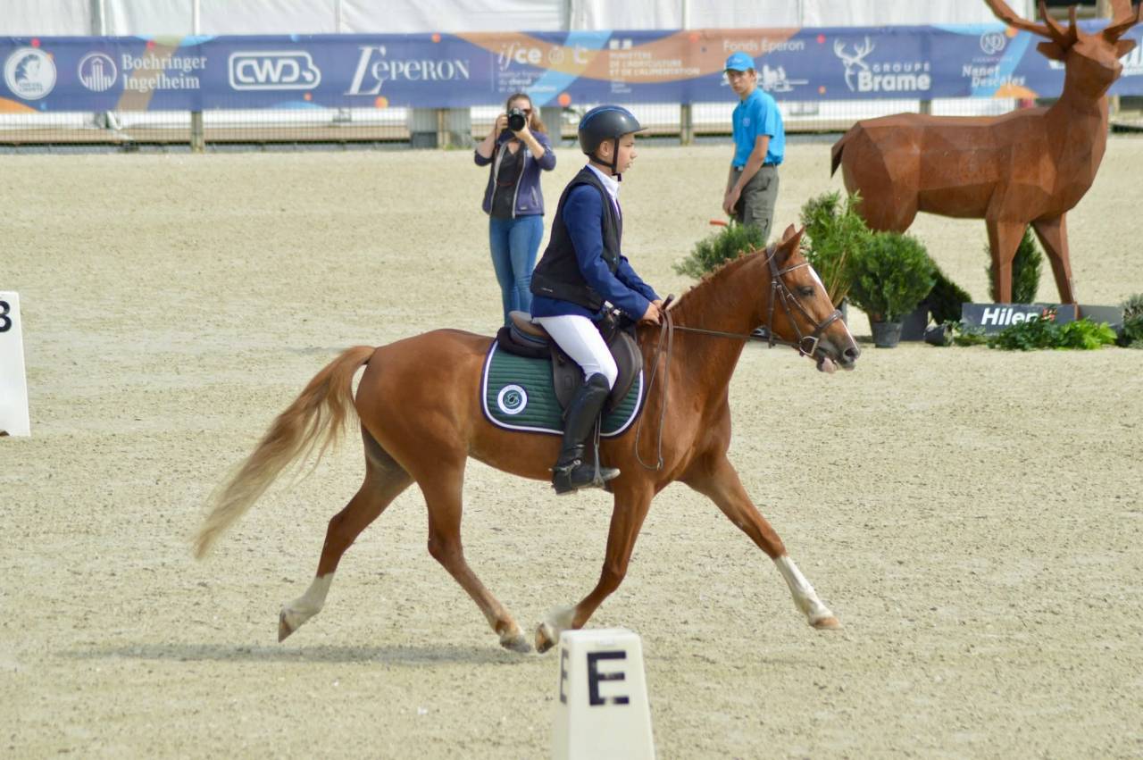 Mare French Saddle Pony For sale 2021 Chesnut