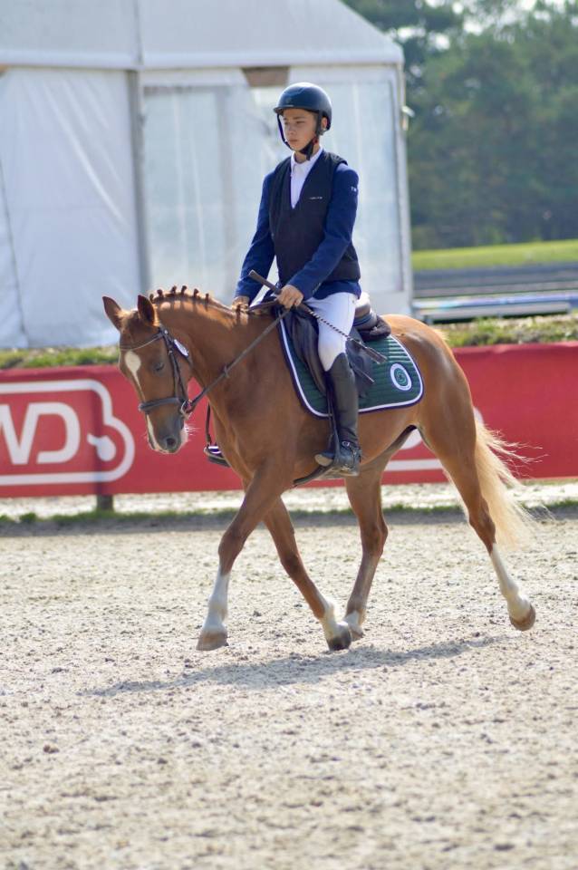 Mare French Saddle Pony For sale 2021 Chesnut