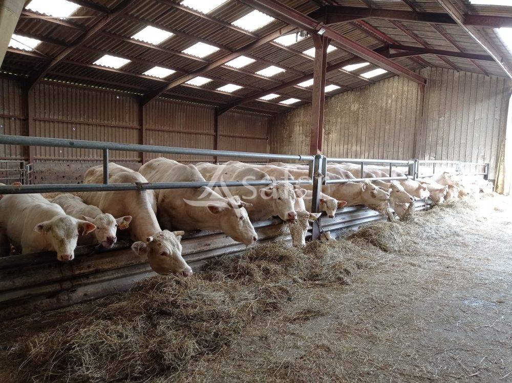 Woodland  Saône-et-Loire