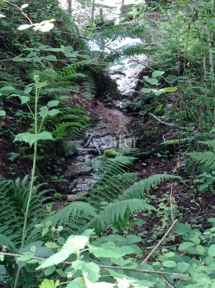 Woodland  Saône-et-Loire