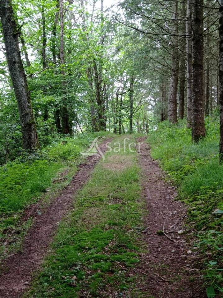 Woodland  Saône-et-Loire