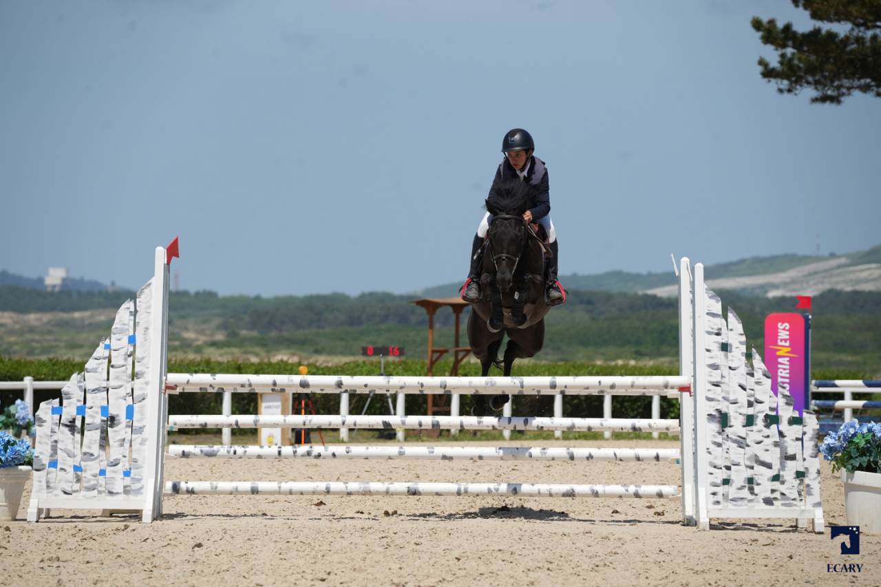 Mare French Saddle Pony For sale 2014 Black