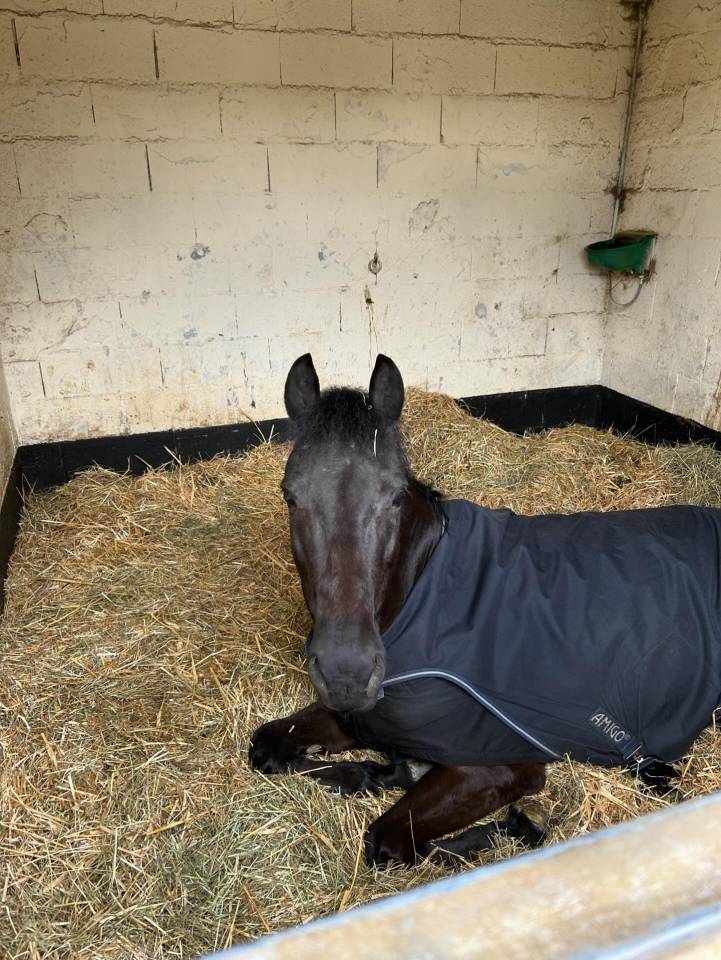 Mare French Saddle Pony For sale 2014 Black