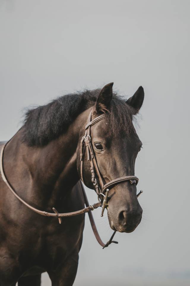 Mare French Saddle Pony For sale 2014 Black