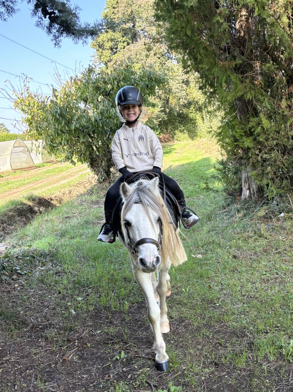 Gelding Welsh Pony (Section A) For sale 2009 Grey
