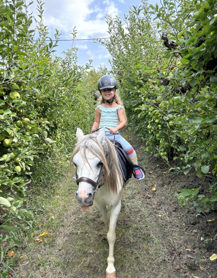 Gelding Welsh Pony (Section A) For sale 2009 Grey