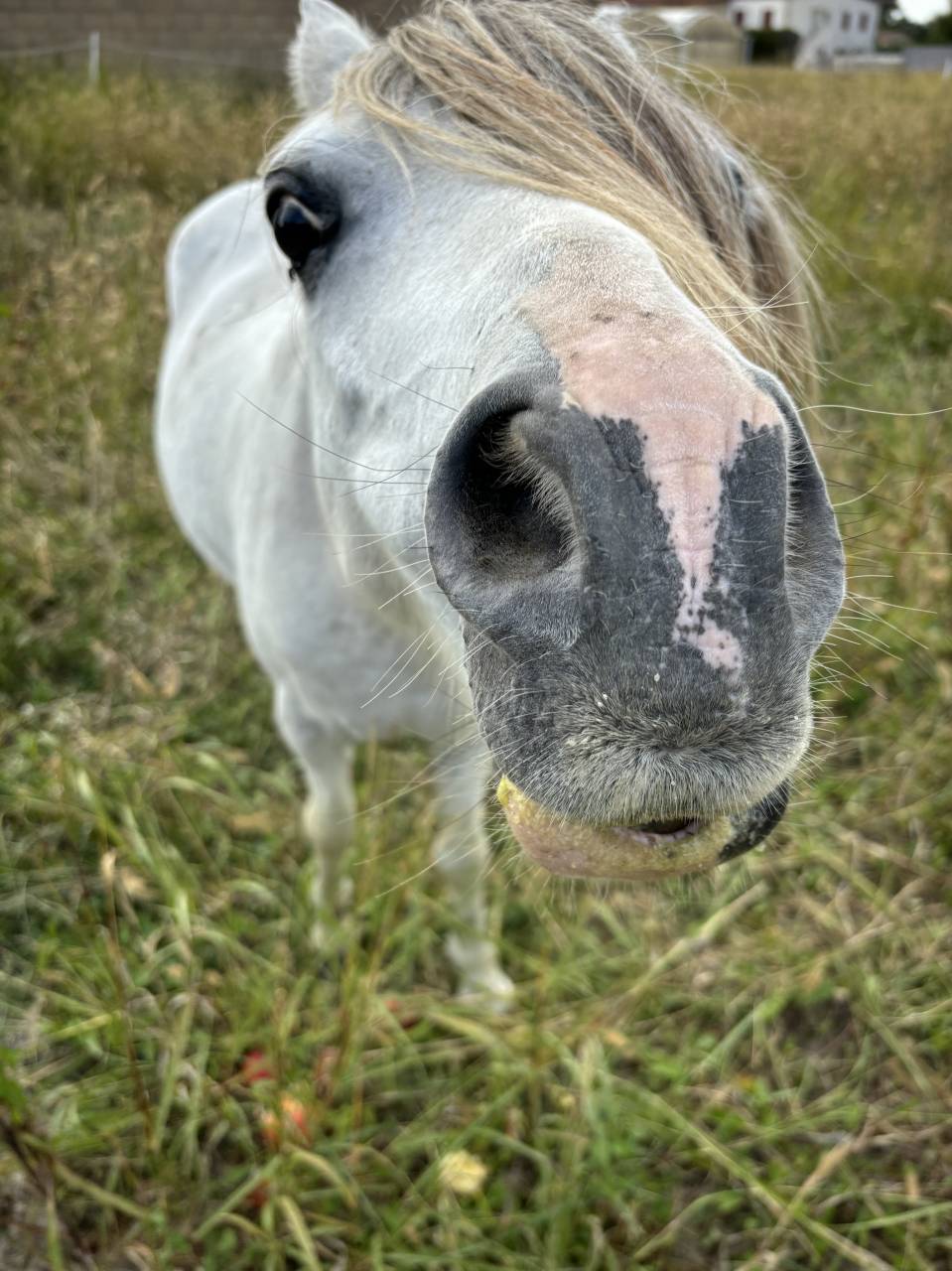 Gelding Welsh Pony (Section A) For sale 2009 Grey