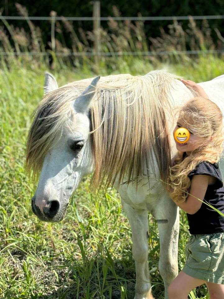 Gelding Welsh Pony (Section A) For sale 2009 Grey