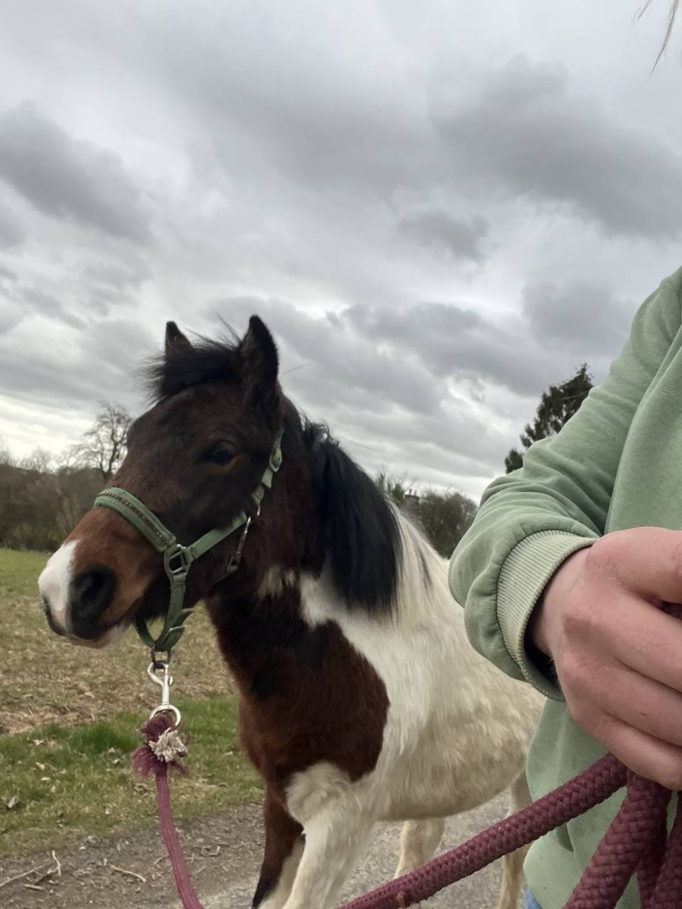 Filly Origin Recorded For sale 2024 Tobiano