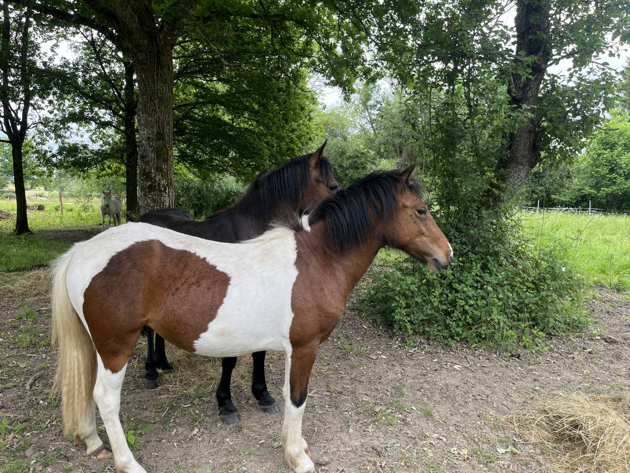 Filly Origin Recorded For sale 2024 Tobiano