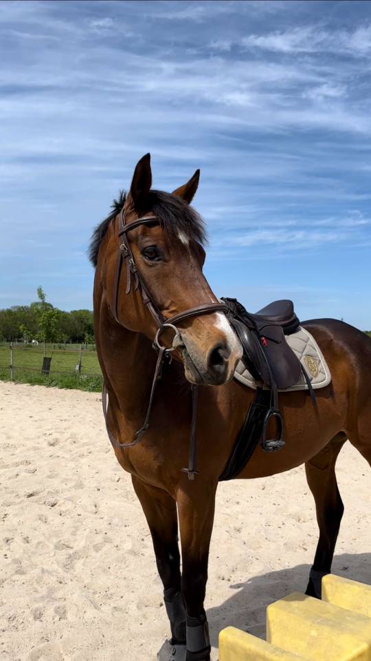 Gelding English Thoroughbred For sale 2015 Dark Bay
