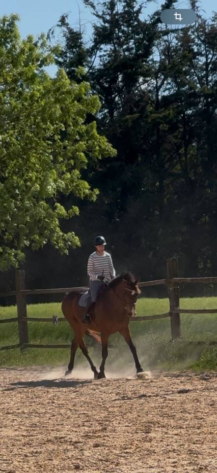 Gelding English Thoroughbred For sale 2015 Dark Bay