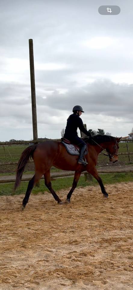 Gelding English Thoroughbred For sale 2015 Dark Bay
