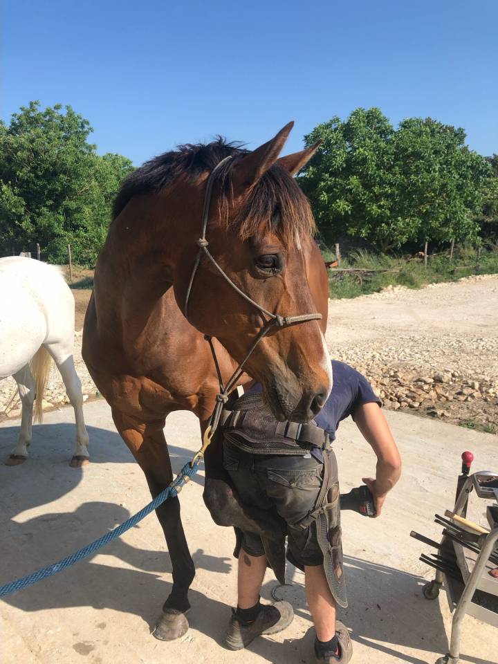 Gelding English Thoroughbred For sale 2015 Dark Bay