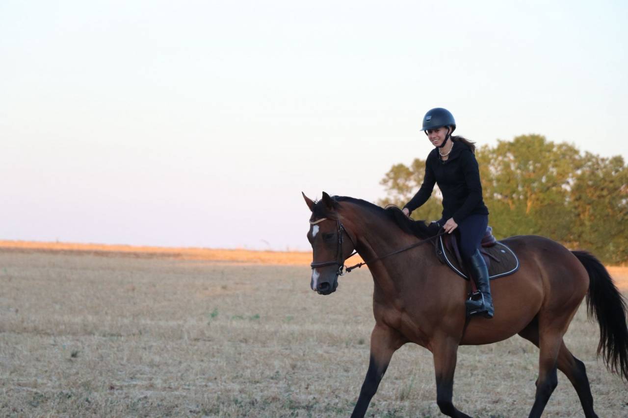 Gelding English Thoroughbred For sale 2015 Dark Bay