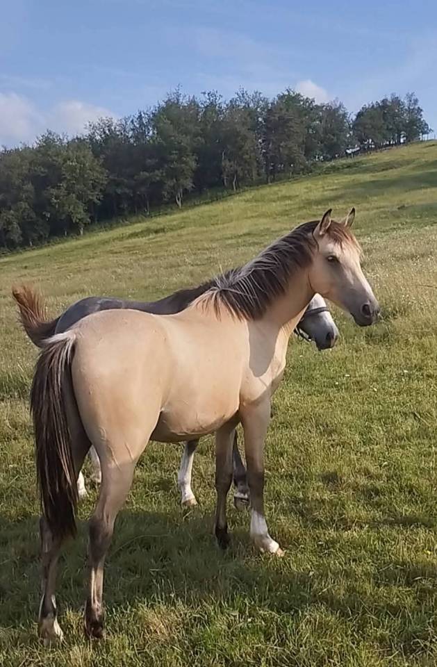Entire French Saddle Pony For sale 2023 Buckskin