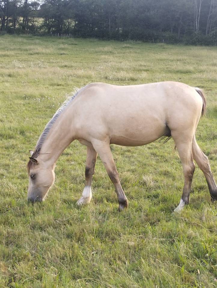 Entire French Saddle Pony For sale 2023 Buckskin