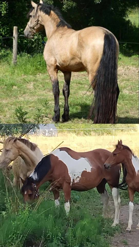 Entire French Saddle Pony For sale 2023 Buckskin