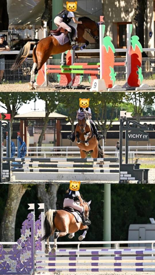 Entire French Saddle Pony For sale 2023 Buckskin