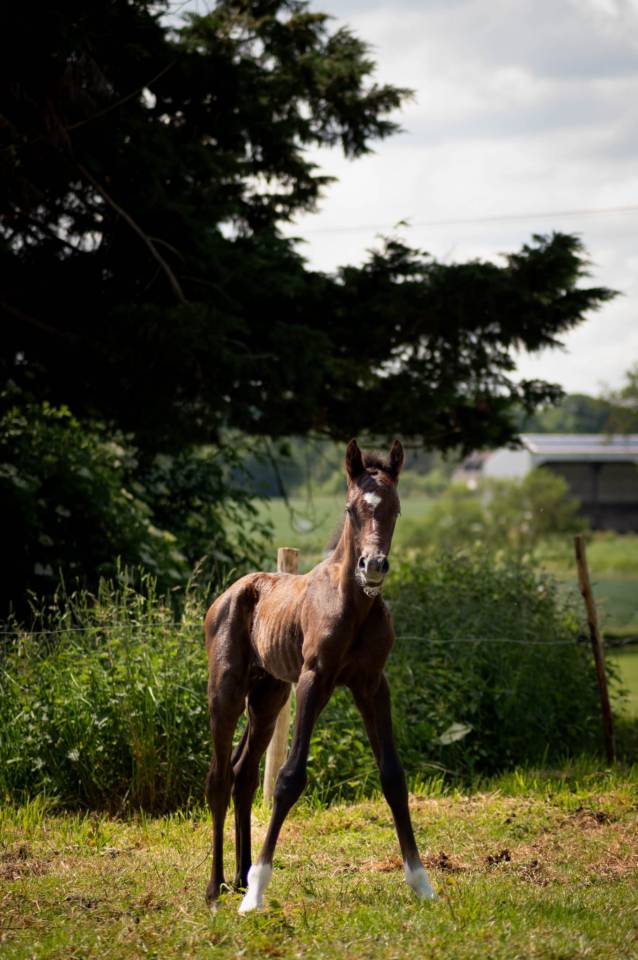 Colt French Saddle Pony For sale 2025 Grey