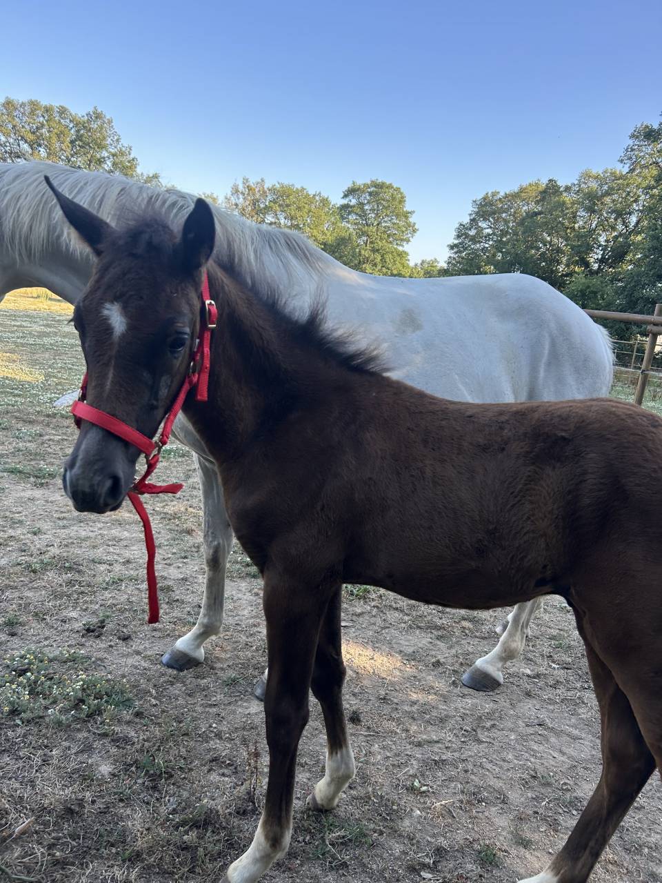 Colt French Saddle Pony For sale 2025 Grey