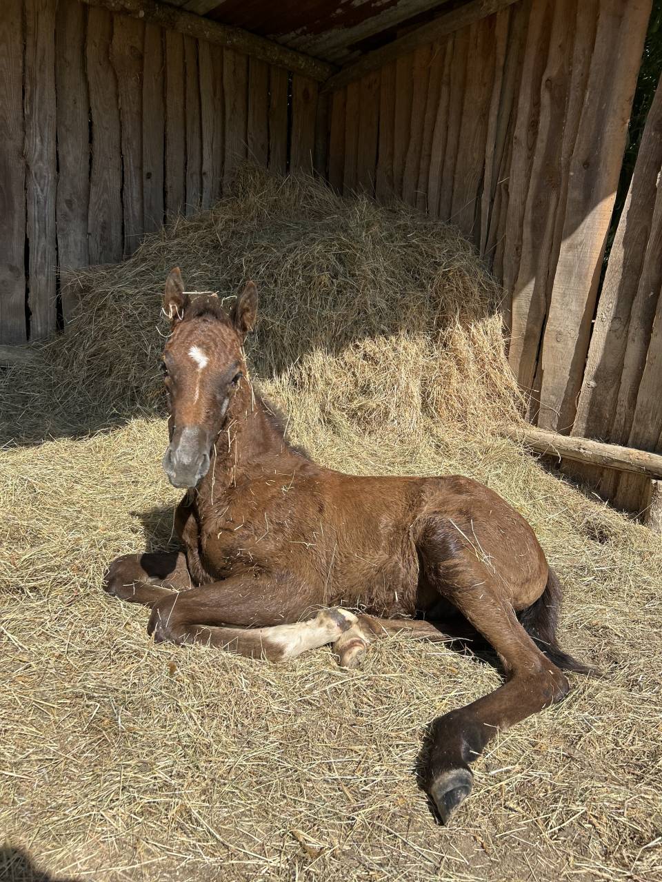 Colt French Saddle Pony For sale 2025 Grey