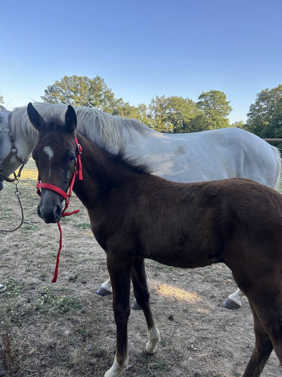 Colt French Saddle Pony For sale 2025 Grey