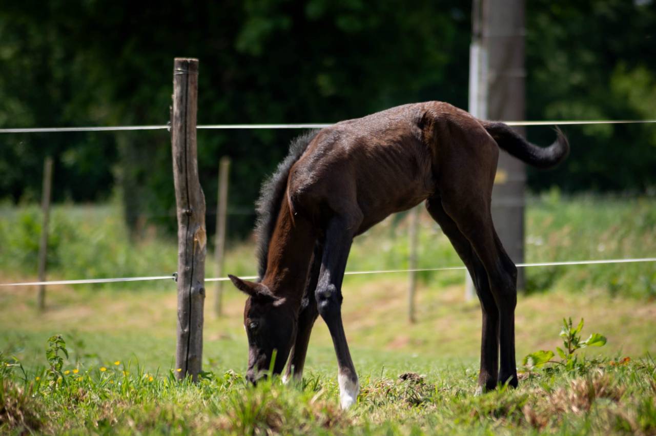 Colt French Saddle Pony For sale 2025 Grey