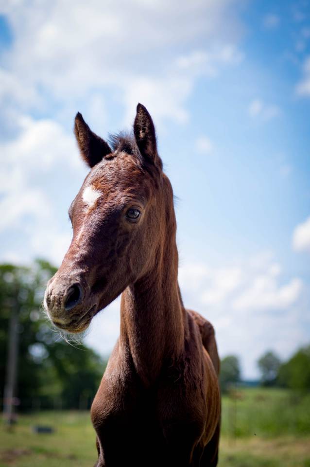 Colt French Saddle Pony For sale 2025 Grey