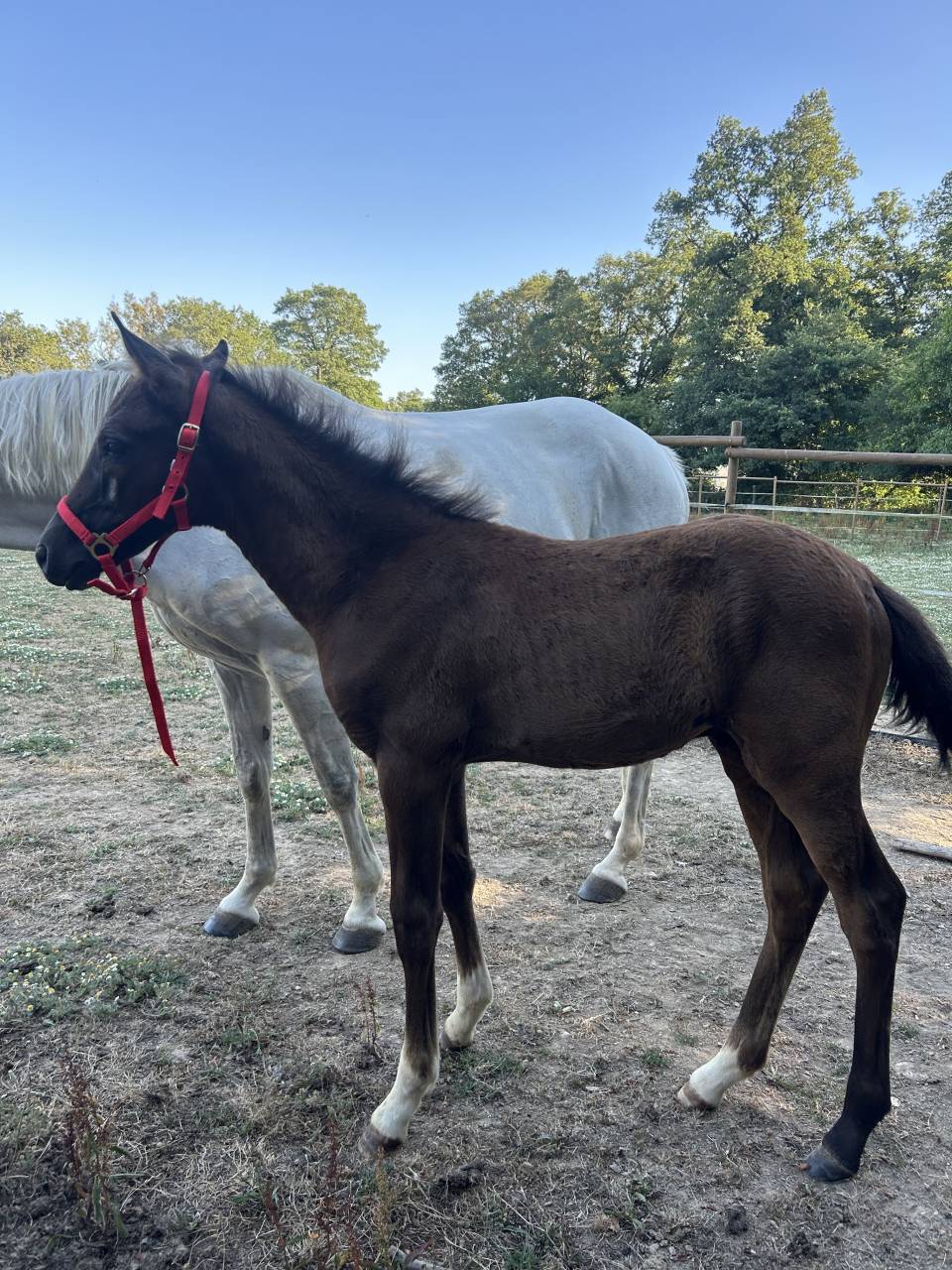 Colt French Saddle Pony For sale 2025 Grey