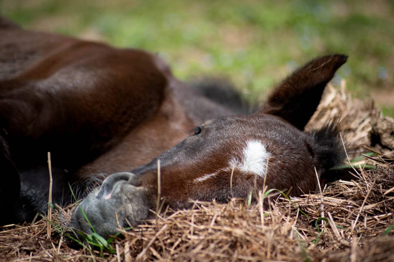 Colt French Saddle Pony For sale 2025 Grey