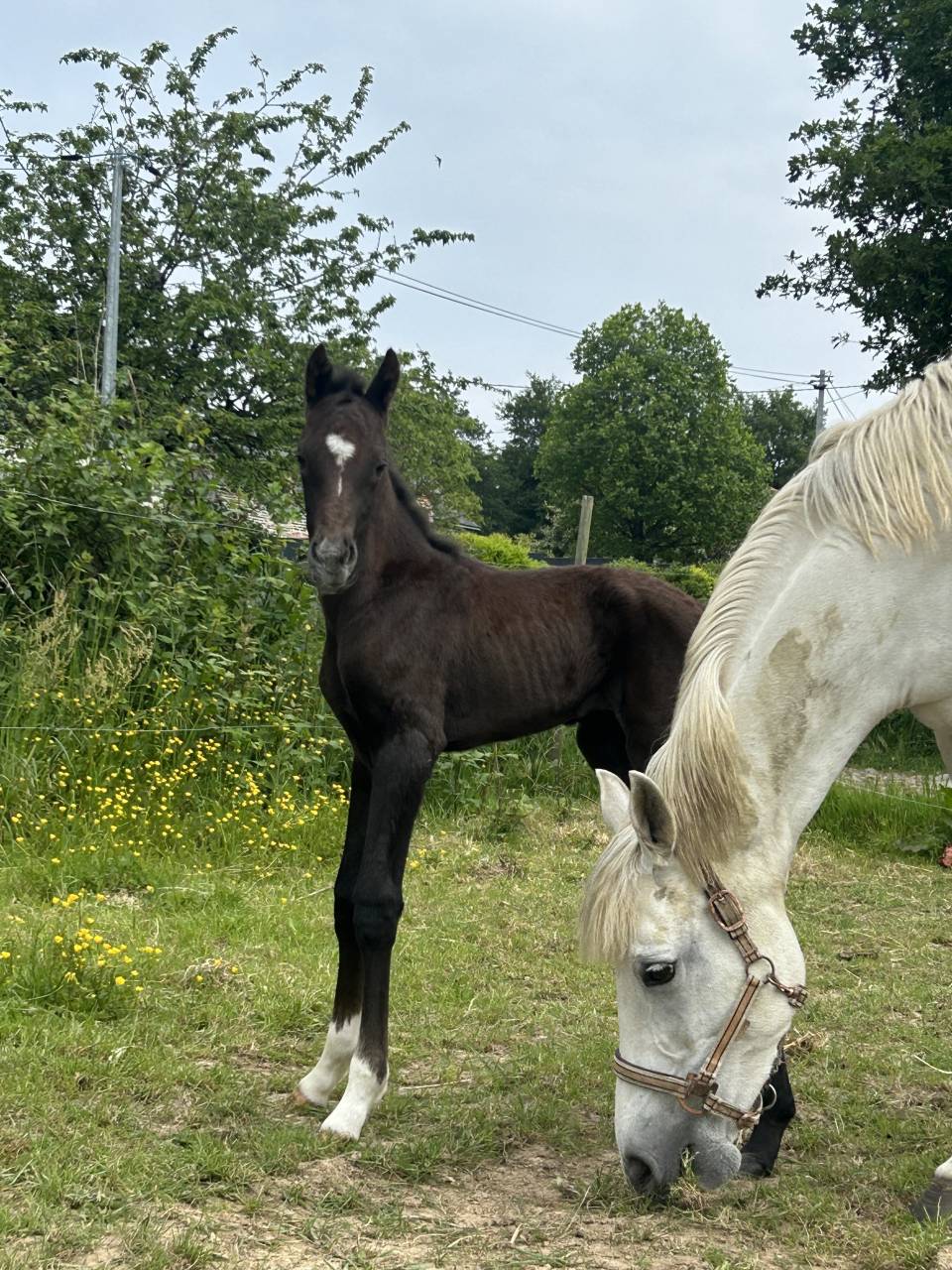 Colt French Saddle Pony For sale 2025 Grey