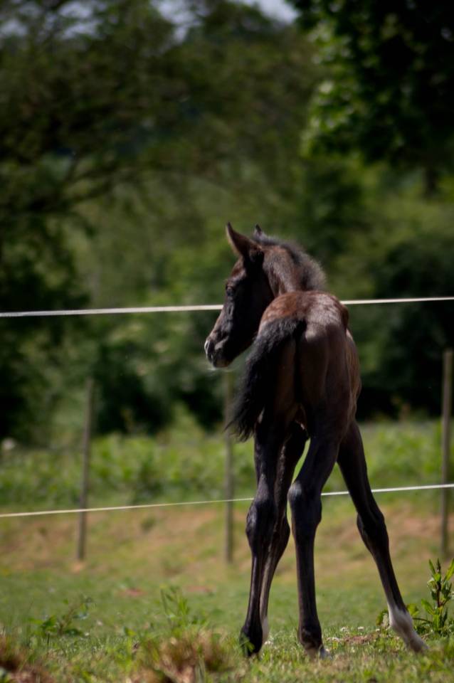 Colt French Saddle Pony For sale 2025 Grey