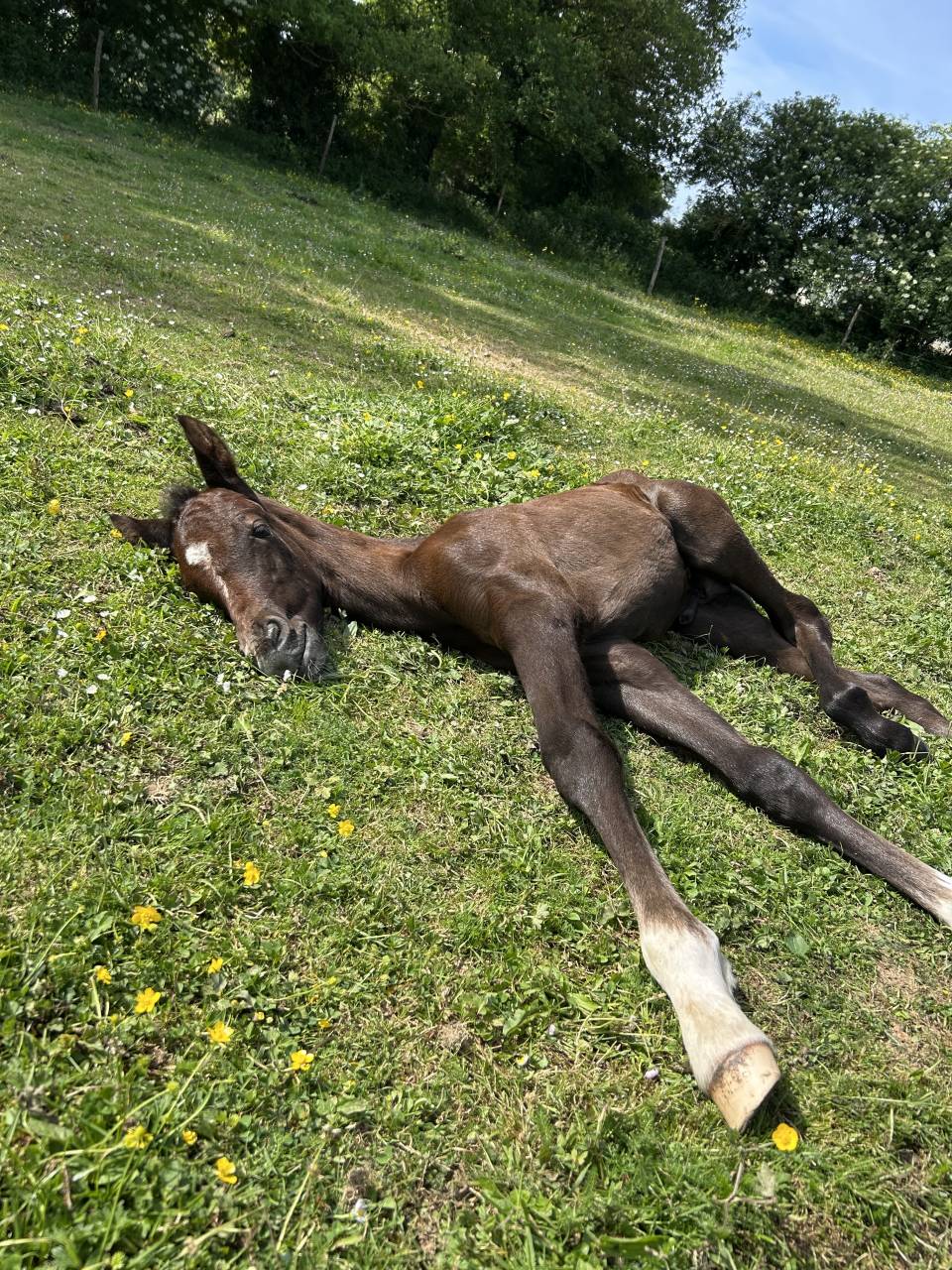 Colt French Saddle Pony For sale 2025 Grey