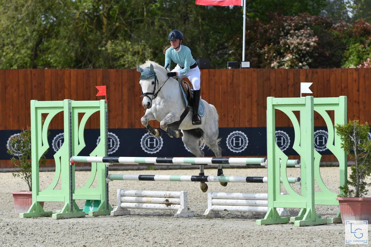 Colt French Saddle Pony For sale 2025 Grey