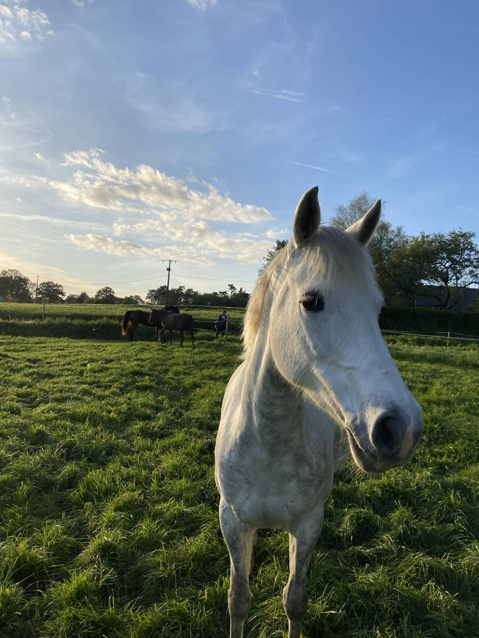 Colt French Saddle Pony For sale 2025 Grey