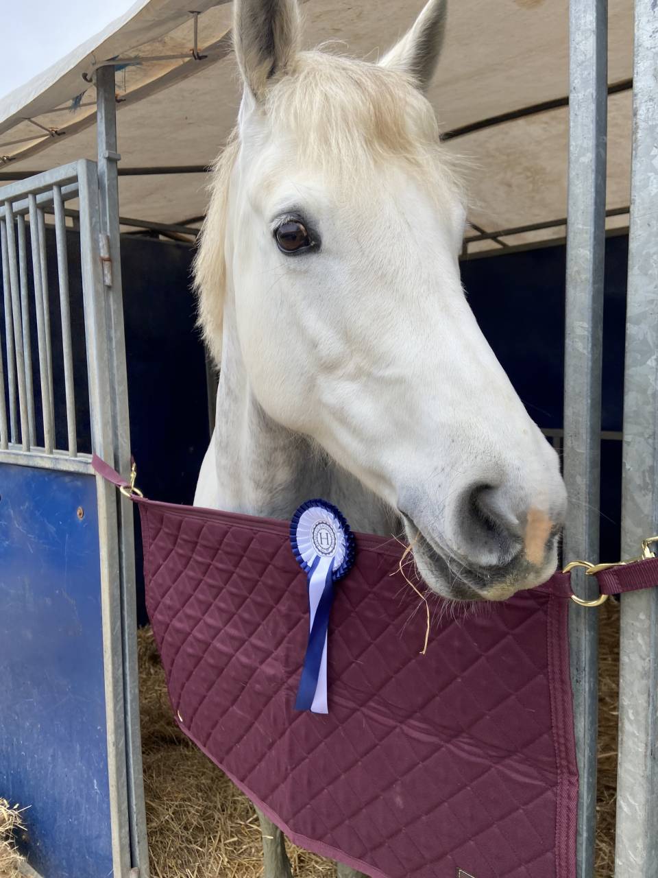 Colt French Saddle Pony For sale 2025 Grey