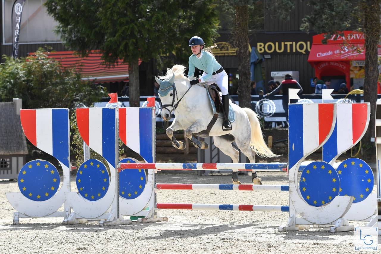 Colt French Saddle Pony For sale 2025 Grey