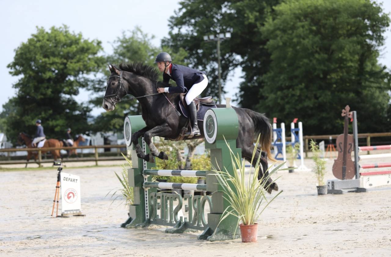 Gelding Selle Français For sale 2021 Grey